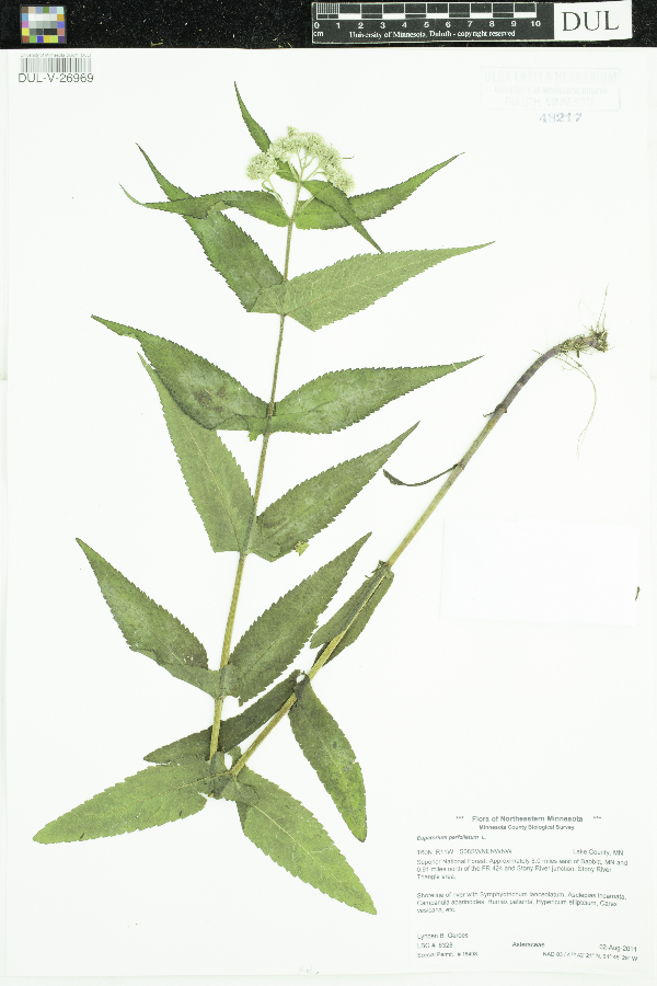 Eupatorium image