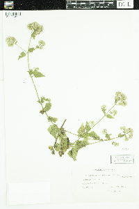 Image of Fleischmannia multinervis