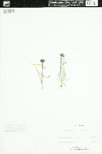 Erigeron humilis image