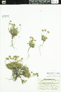 Erigeron trifidus image