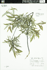 Salix petiolaris image