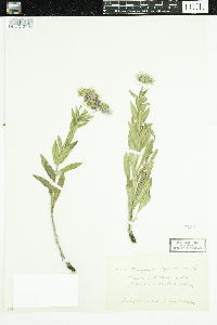 Erigeron speciosus image