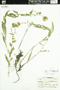 Erigeron speciosus image