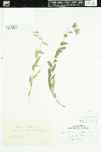 Erigeron speciosus image