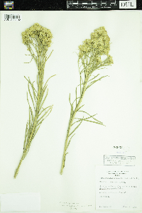 Ericameria nauseosa image