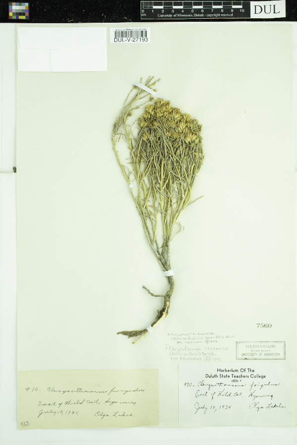 Ericameria nauseosa var. nauseosa image