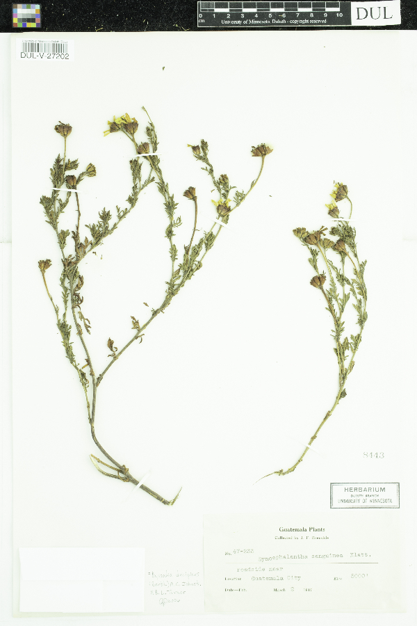 Dyssodia decipiens image