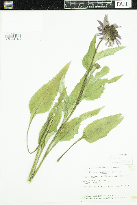 Echinacea purpurea image