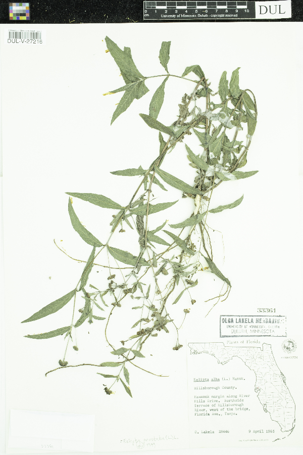 Eclipta prostrata image