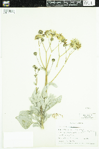 Image of Encelia farinosa