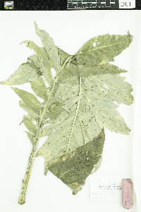 Cynara cardunculus image