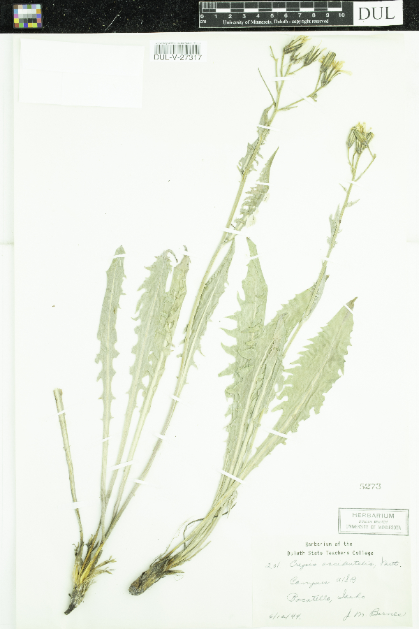 Crepis occidentalis image