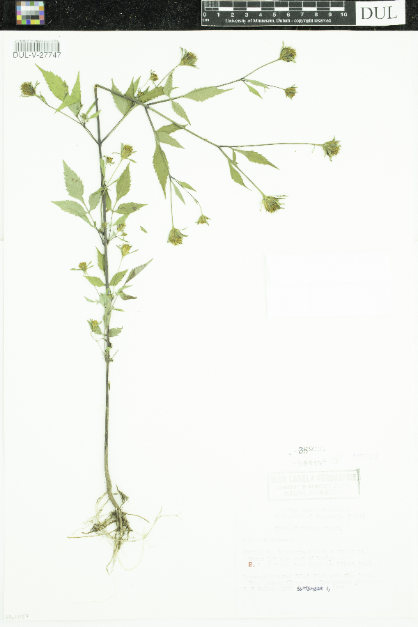 Bidens frondosa image