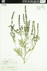 Ambrosia artemisiifolia image