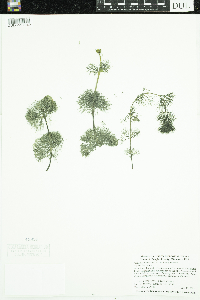 Bidens beckii image