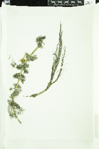 Bidens beckii image