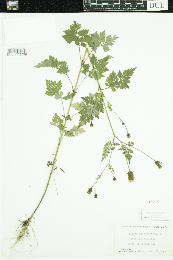Bidens bipinnata image