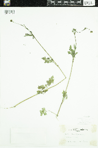 Bidens bipinnata image