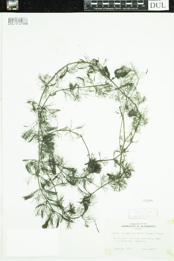 Bidens beckii image