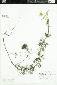 Bidens beckii image