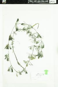 Bidens beckii image