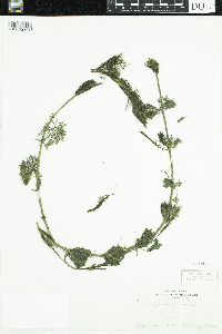 Bidens beckii image