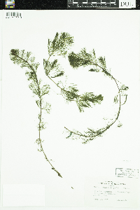 Bidens beckii image