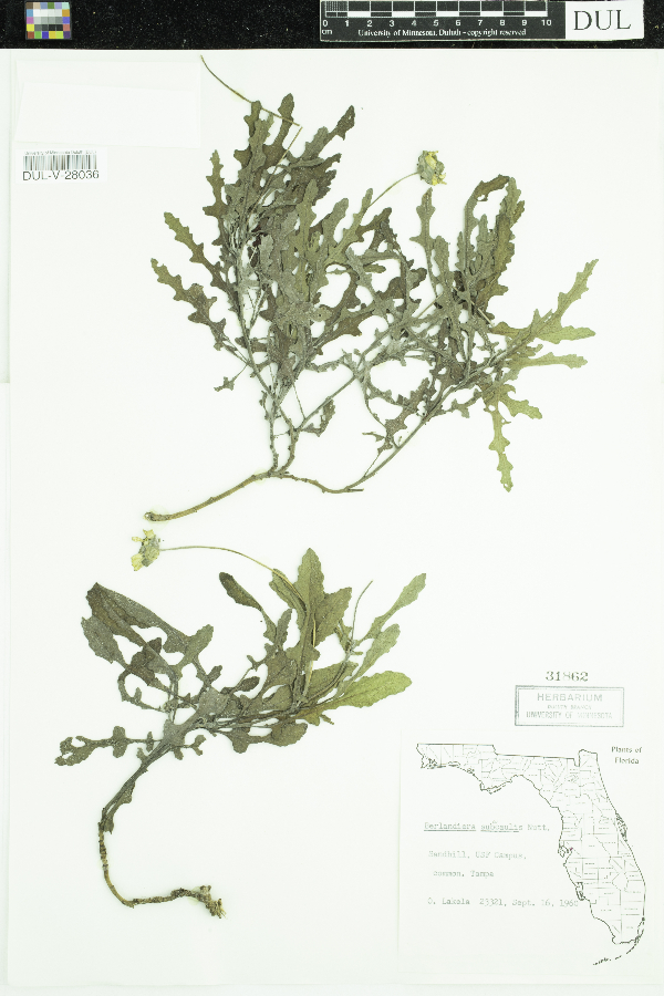 Berlandiera subacaulis image