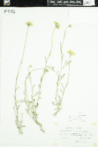 Baileya pleniradiata image