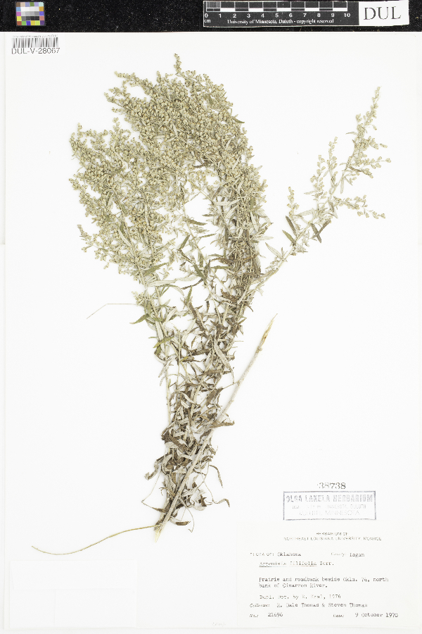 Artemisia filifolia image