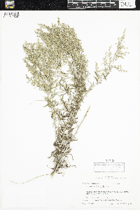 Image of Artemisia filifolia