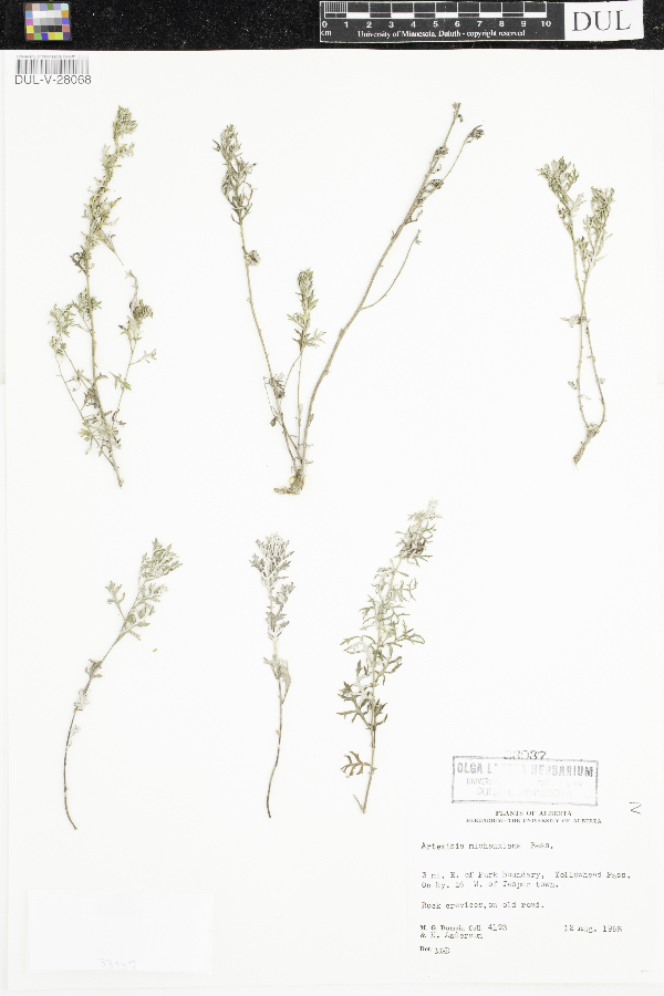 Artemisia michauxiana image