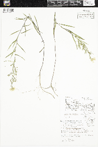 Symphyotrichum boreale image