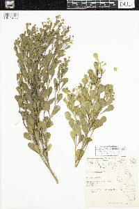 Image of Baccharis dioica