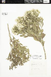 Baccharis halimifolia image