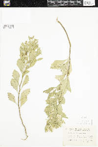 Baccharis halimifolia image