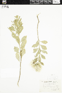 Baccharis halimifolia image