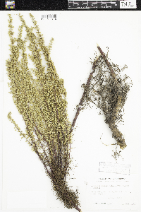 Artemisia campestris image