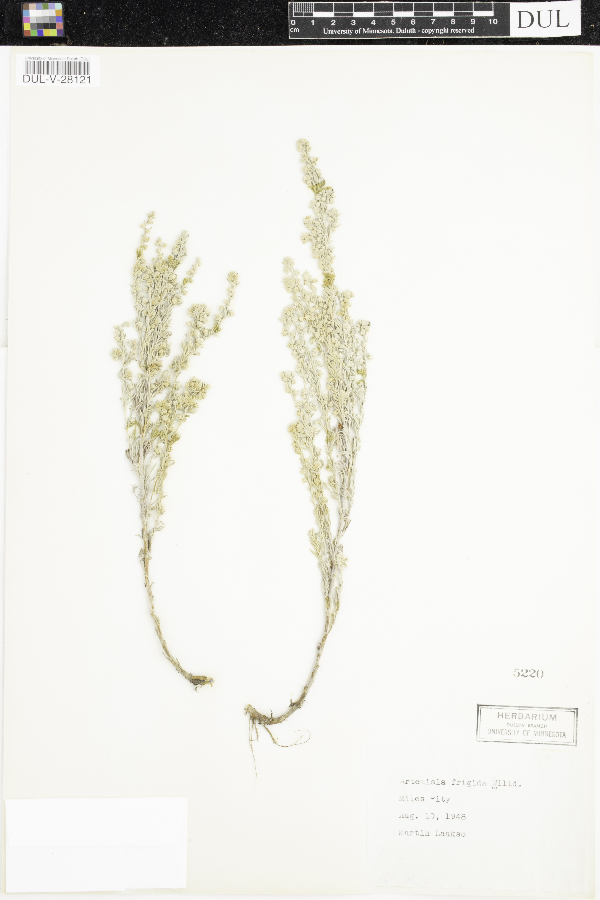 Artemisia frigida image