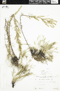 Artemisia campestris image