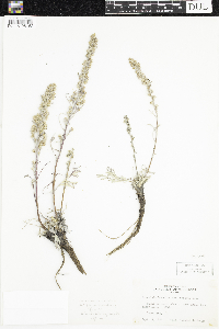 Artemisia borealis image