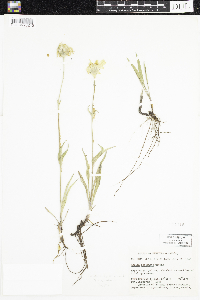 Arnica angustifolia image