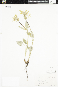 Arnica cordifolia image