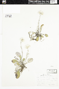 Antennaria parlinii image