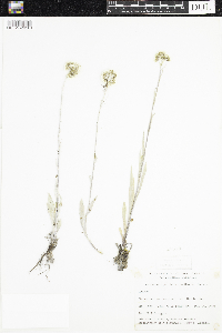 Image of Antennaria pulcherrima
