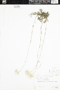 Antennaria parlinii image