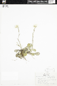 Antennaria parlinii subsp. fallax image