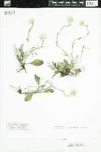 Antennaria parlinii image