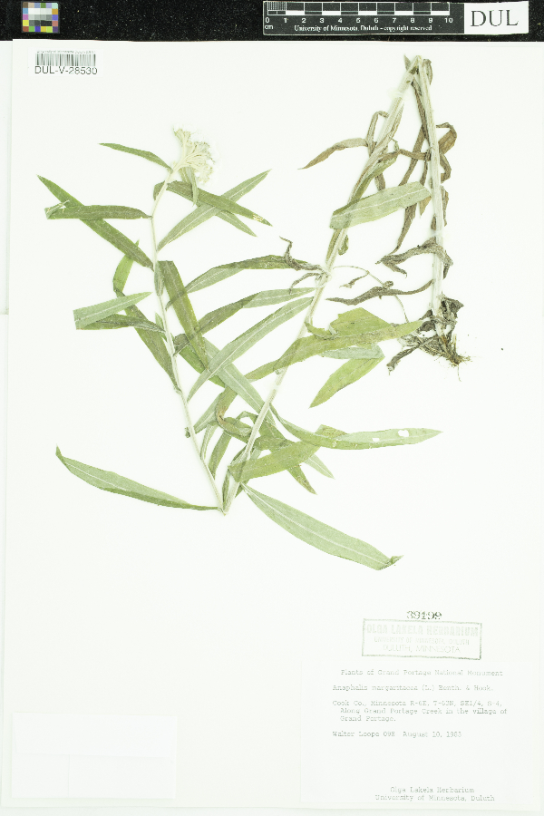 Anaphalis margaritacea image