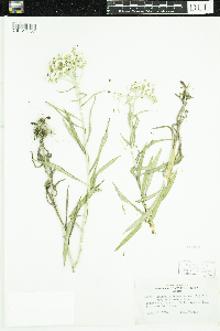 Anaphalis margaritacea image